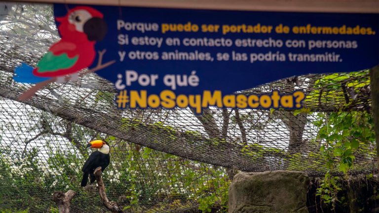 #nosoymascota:-lanzaron-una-campana-para-alertar-sobre-el-trafico-de-vida-silvestre