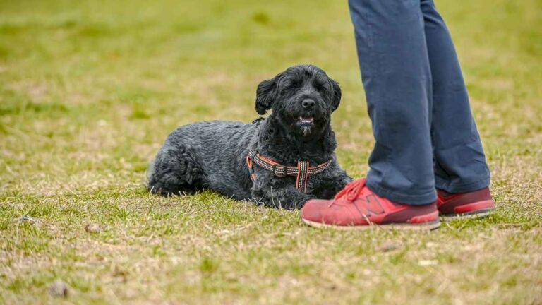 cual-es-el-invento-mega-millonario-que-se-dio-gracias-a-la-caminata-de-un-hombre-con-su-perro