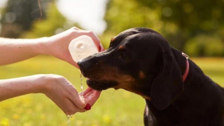 Cómo reconocer los síntomas del golpe de calor en mascotas
