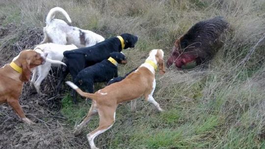 Río Negro: habilitan la caza deportiva de jabalí con perros