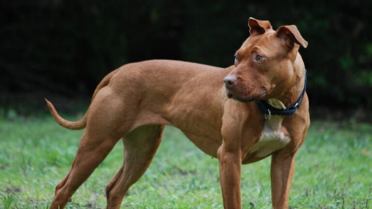Entró a robar a una casa, lo atacó un pitbull y terminó en el hospital