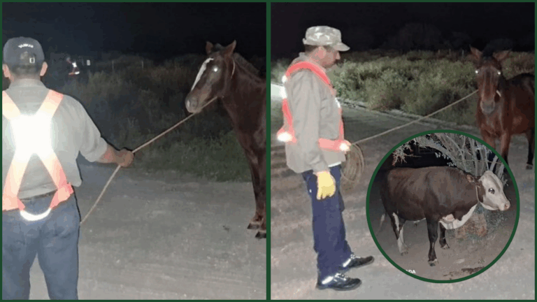 Descontrol animal: secuestran equinos y vacunos sueltos
