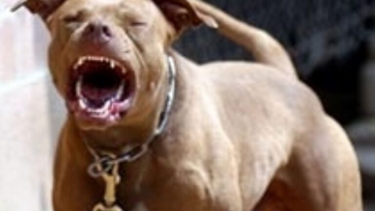 Un pitbull atacó a dos mujeres en Santa Fe y se encuentran graves