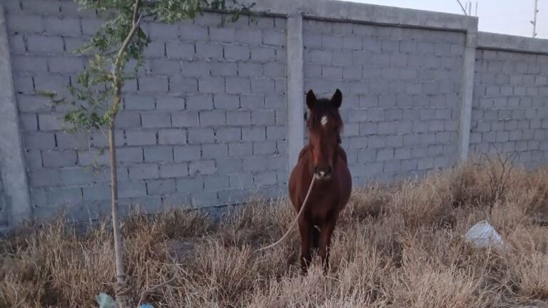 Caballo abandonado hace cinco días en Av. Manuel Navarro, sin agua ni atención