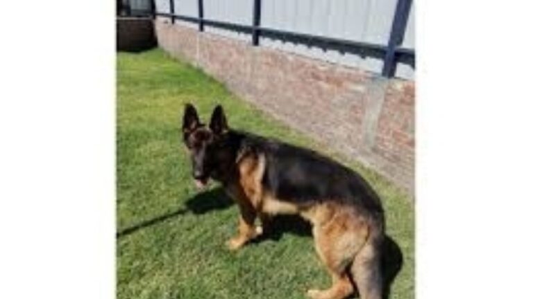 Horror en Córdoba: una beba de un año murió tras ser atacada por un perro