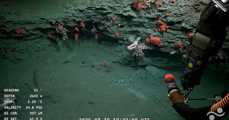 Inédita expedición en el fondo del mar argentino: cómo trabajan los científicos que transmiten su hallazgos en vivo