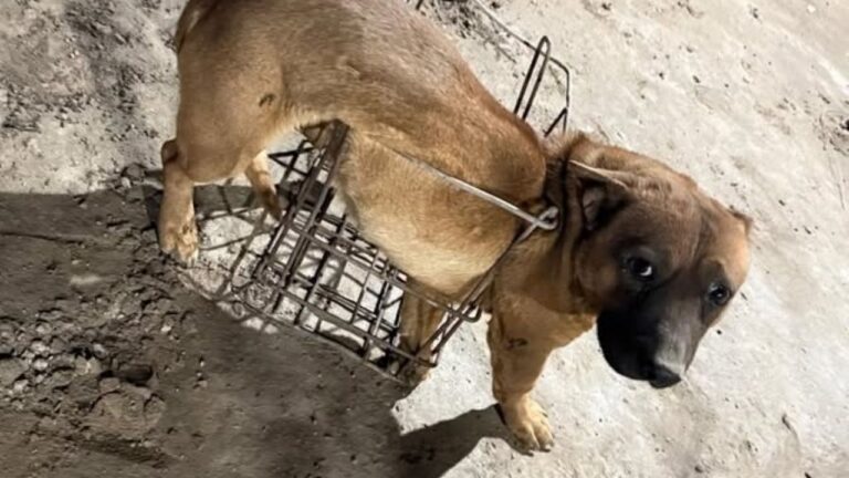 Bomberos rescataron a un perro que estaba atrapado en un cajón de hierro