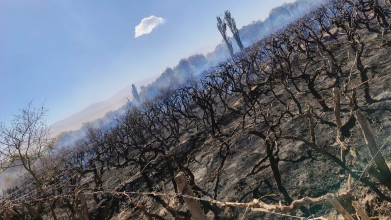 Infierno en Fiambalá: el viento Zonda propagó un incendio que arrasó todo a su paso