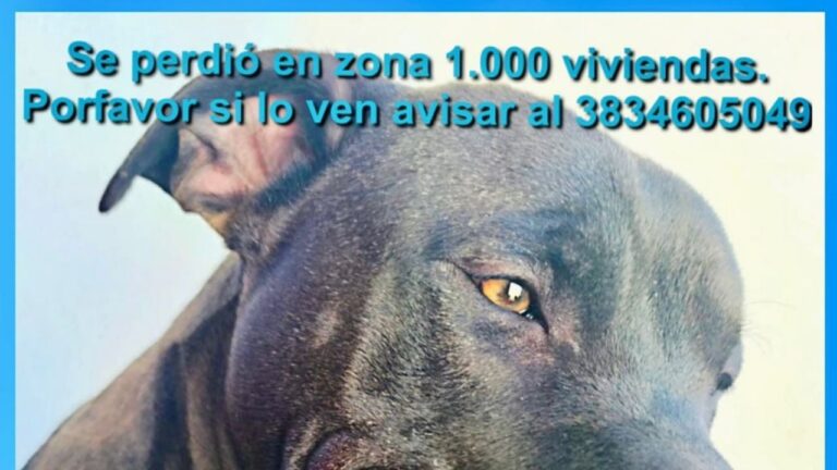 Una familia busca a su perrito