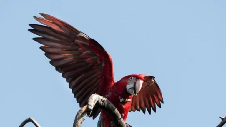 Tristeza en Corrientes: Murió Charrúa, el guacamayo rojo abatido por una gomera