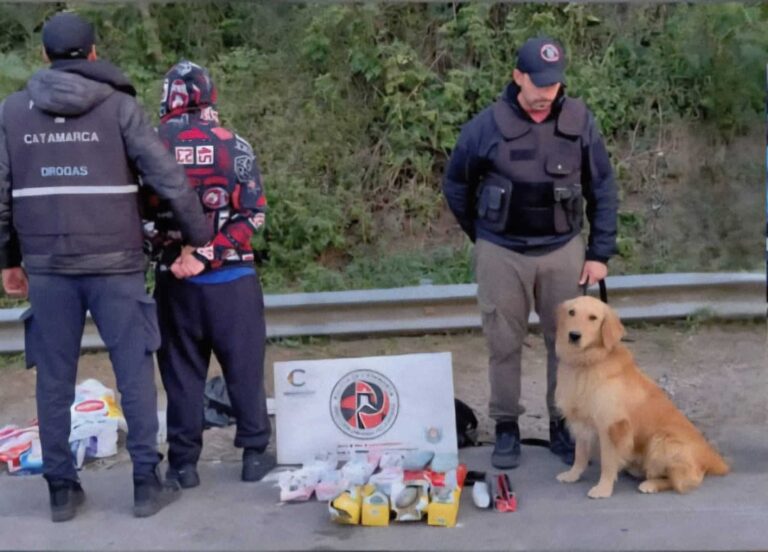 El olfato de Apolo no falló: detectaron más de un kilo y medio de marihuana camuflada en un colectivo