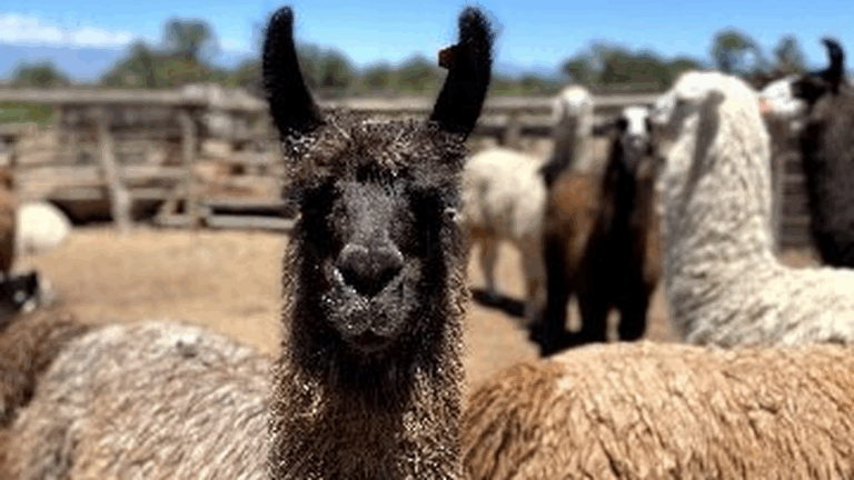 Expo Puna Productiva 2025: la ganadería andina mostró su fuerza en Antofagasta de la Sierra