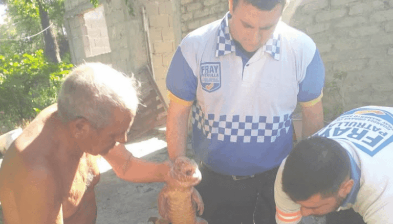 La iguana colorada capturada por un vecino fue puesta a salvo por la Guardia Urbana