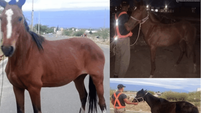 Operativo en la Capital: secuestran cinco animales sueltos en la vía pública