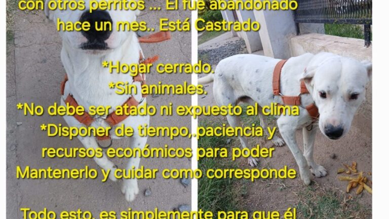 Blanqui: esta buscando una familia o persona amorosa que la ame y le tenga paciencia
