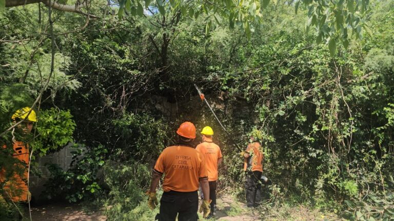 Un árbol dañó una medianera y activó un operativo de Defensa Civil en Polcos