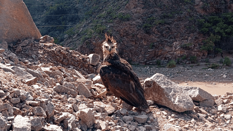 Liberaron un águila coronada en Belén tras un proceso de rescate y rehabilitación