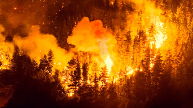 Incendios forestales: la UCR pidió incorporar el delito de ecocidio en la reforma del Código Penal