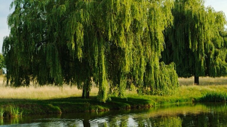 Especies nativas: la solución a la crisis ambiental